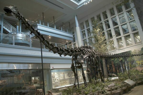 Diplodocus skeletal mount at the Carnegie Museum of Natural History.